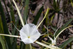 Henry's spiderlilly